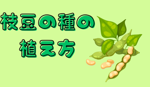 枝豆の植え方！